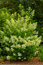 Rispenhortensie ca 220 cm hoch_640.webp