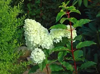 Vanille Fraise mit mittlerweile 3 Blüten_1024.webp