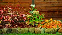 Hortensien-Schattenbeet links_1024.webp