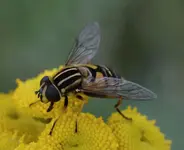 DSC_2143 Schwebfliege.webp