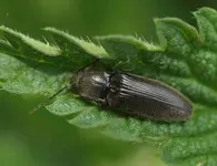 P5299473_Schnellkafer.webp