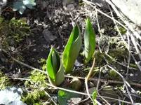 Frühling1.webp