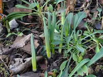 Frühling2.webp