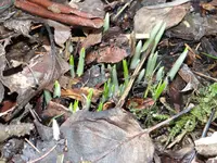 Frühling3.webp