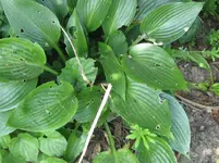 devon green_1067x800.webp