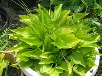 lemon lime_1067x800.webp