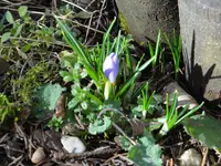 Krokus.webp