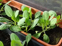 Pak Choi.webp