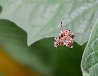 DSC_0467_Zirkusspinne.webp