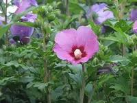 009.webp