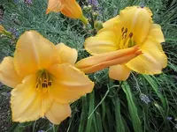 040.webp