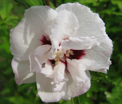 Hibiskusweiß.webp