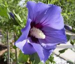 hibiskus blue bird.jpg