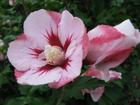 hibiskus31.07.webp