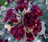 panasch. hibiskus.webp