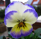 hornveilchen.webp