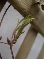 IMGP5942.webp