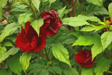 Hibiscus Fireball_1024.webp