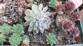 028.webp
