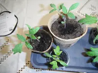 DSCF7550.webp