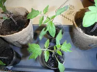 DSCF7551.webp