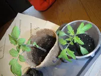 DSCF7552.webp
