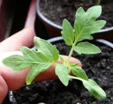 tomate_twb.webp