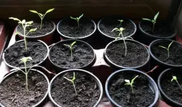 tomate_twb1.webp