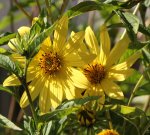 Helianthus Lemon Queen.jpg