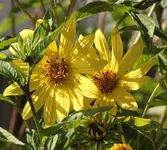 Helianthus Lemon Queen.webp