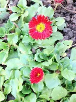 image.webp