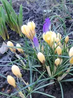 image.webp