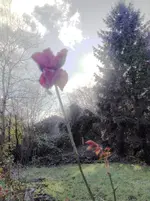 image.webp