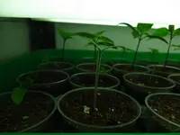 chilis1.webp