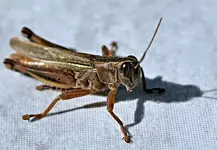 DSC_0727_Heupferd.webp