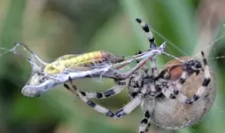 DSC_2080_Spinne_verpackt_Heupferd.webp