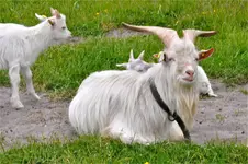 Ziegen.webp