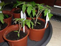 SAM_1840.webp