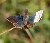 Makro8.webp