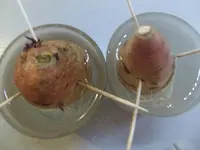 2014-02-16 Suesskartoffeln.webp