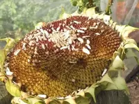 Bild 430.webp