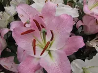 Bild 275.webp