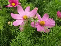 Bild 1579.webp