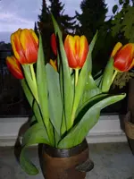 Tulpen.webp