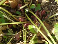SAM_2972.webp