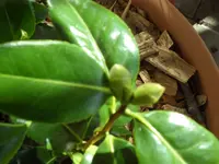 SAM_2978.webp