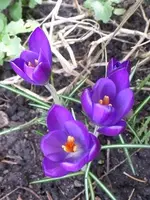 SAM_1173.webp