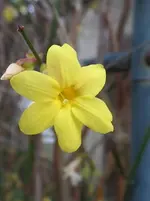 SAM_1165.webp