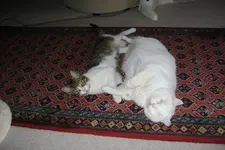 tigretons liebe 009.webp