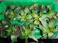 DSCF7554.webp